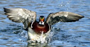 roy-herron-arkansas-nwr-wood-duck